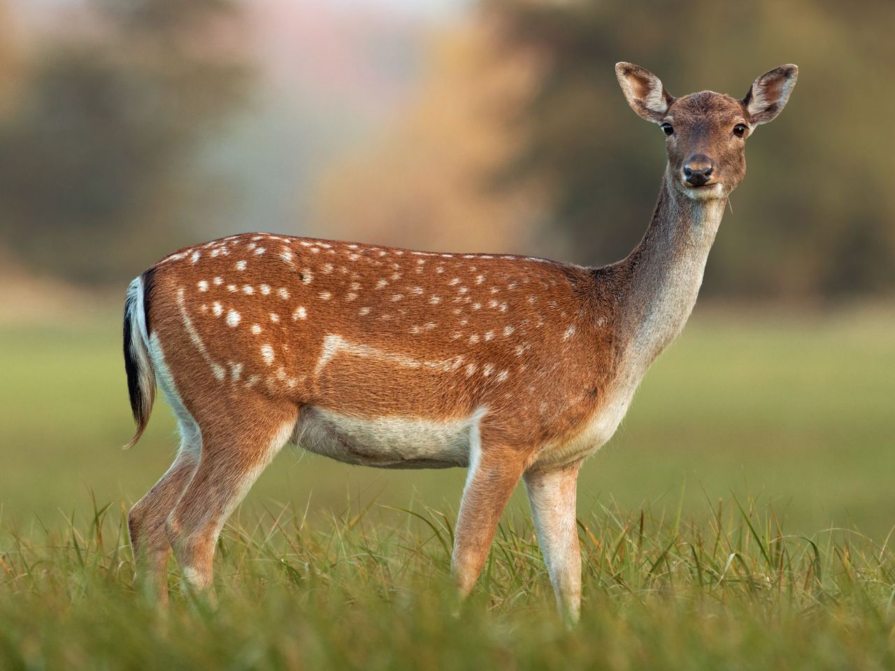 European Fallow Deer