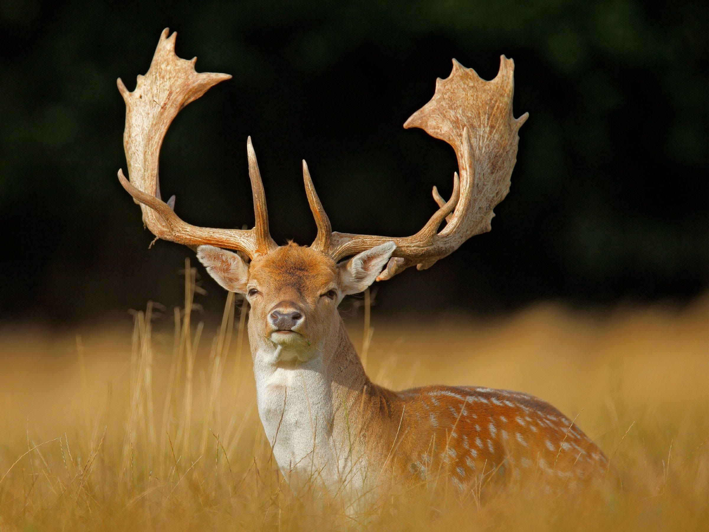 European Fallow Deer