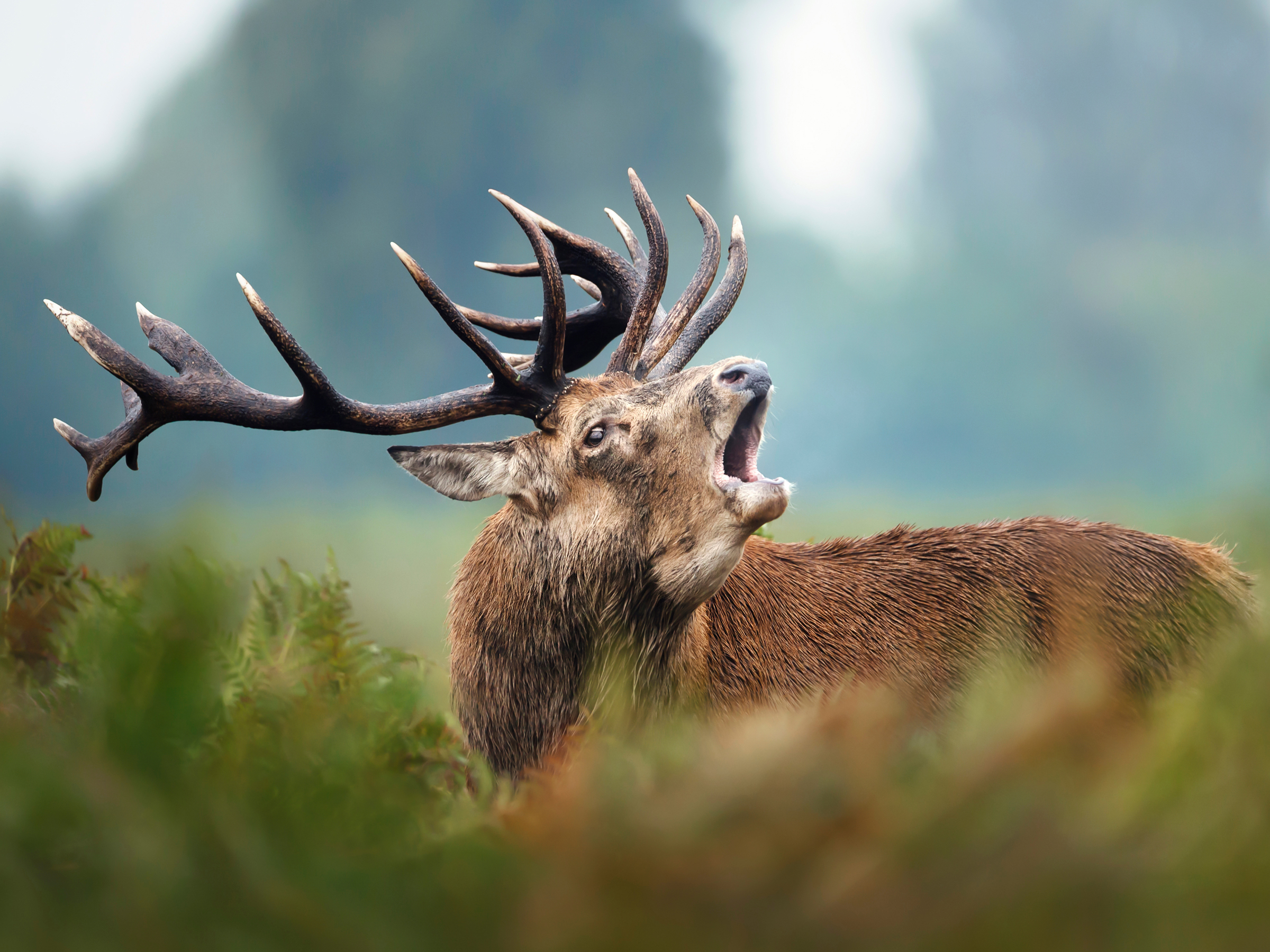 Red Deer
