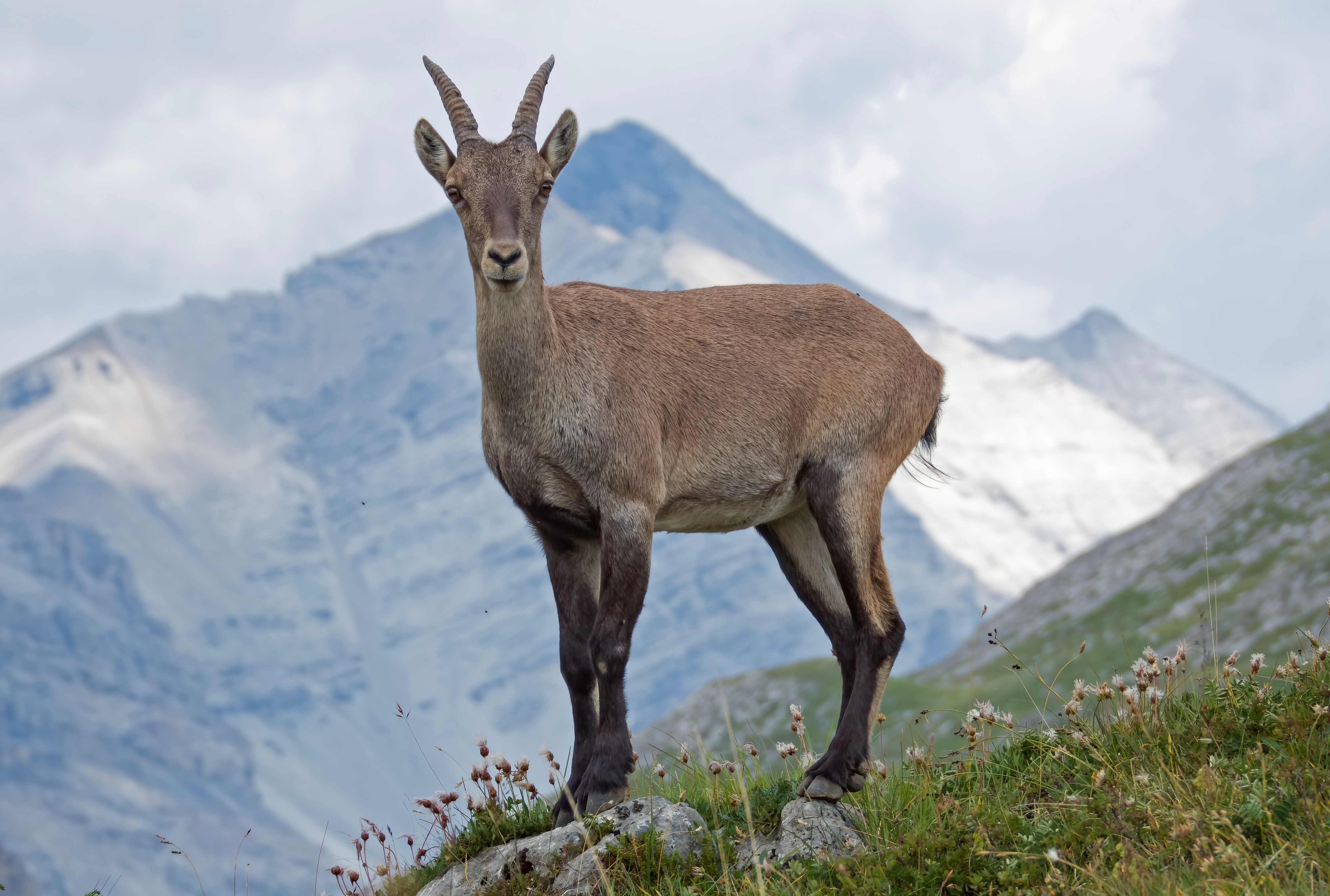 Alpine Ibex