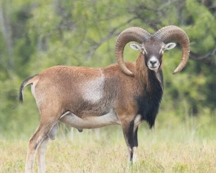 Mouflon Sheep